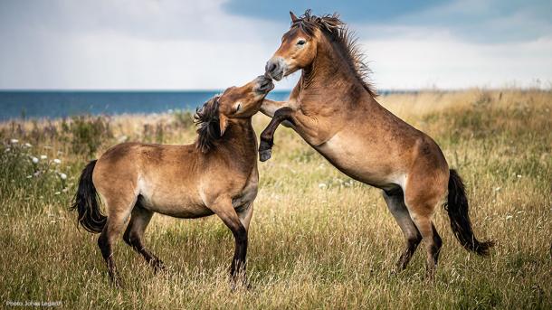 Wild horses on Langeland, Denmark