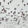 Denemarken vakantie? Ontdek de vogelmigraties in het Deense Waddenzeegebied