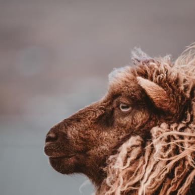 A brown sheep looking wistful on the Faroe Islands -  Isole Faroe Îles Féroé